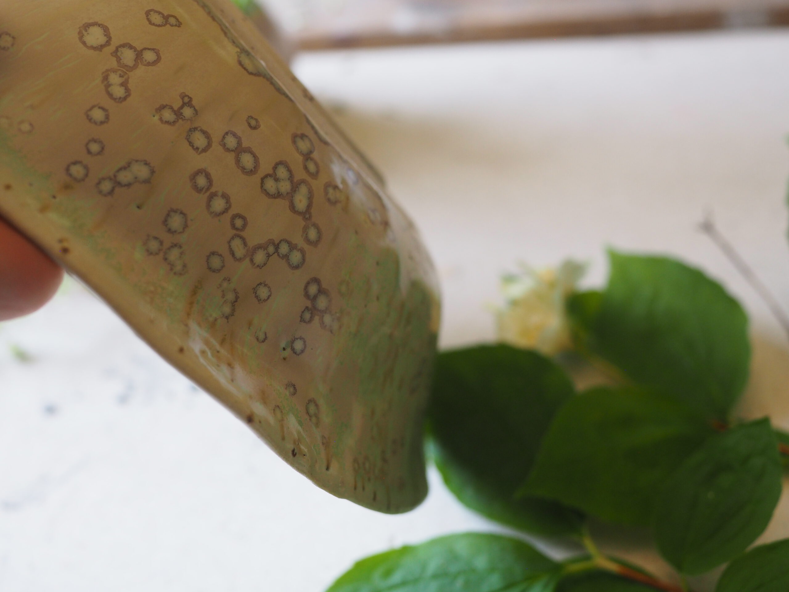 Ikebana Schale - organic crystal – Bild 3